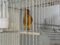 Canario Timbrado