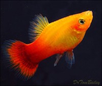 Platys
