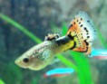 Guppy