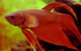 Luchador del siam (Betta Splendens)