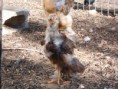 Pollos de Brahma. 7 meses.